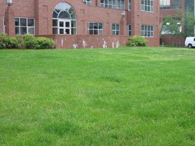 turf1.jpg turf1.jpg