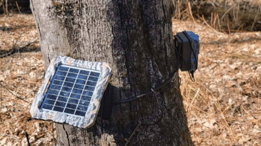 Solar panel powering a wildlife camera attached to a tree on Tufts Grafton Campus