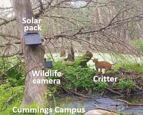 Labeled image of a solar pack capturing the movement of a cat.