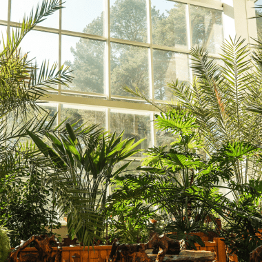 Image of plants in a windowsill