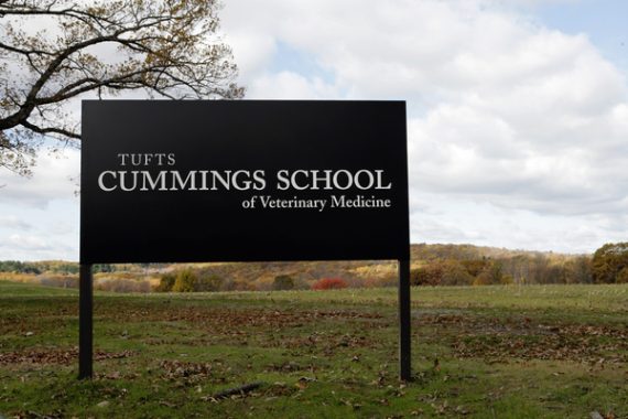 Vet school sign - Tufts stock photo